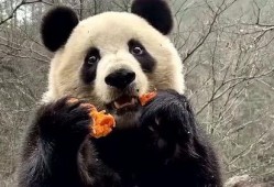 熊猫吃狗头瓜的视频,揭秘狗头瓜的独特魅力