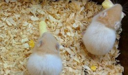 仓鼠可以哈密瓜吃吗视频,揭秘哈密瓜在仓鼠饮食中的奥秘