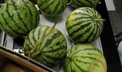 江西万年吃瓜视频,揭秘当地特色美食背后的故事