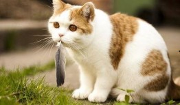 猫可以吃小嫩瓜嘛视频下载,揭秘猫能否享用小嫩瓜美味瞬间