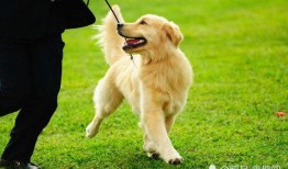 金毛夫妻吃瓜视频,萌态十足引网友热议