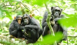 猩猩吃云南小瓜视频大全