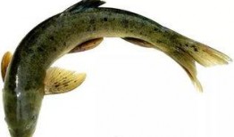 活八瓜鱼吃货视频大全集,一场味蕾的盛宴之旅