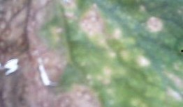 吃瓜好叶子黄怎么办视频,瓜田叶子黄？一招解决吃瓜好心情