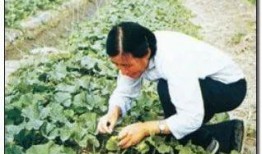 维族吃瓜视频,一场别开生面的吃瓜盛宴