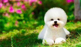 比熊可以吃乳瓜吗视频,乳瓜的适宜性探讨