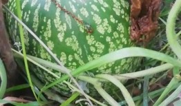 小石瓜能吃吗怎么吃视频,视频教你如何安全美味享用