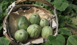 小时候吃红瓜视频