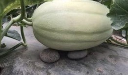 网上那些吃瓜视频哪里找,探寻热门话题的生成与传播