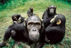 猩猩吃角瓜的视频大全,视频大全中的萌态瞬间