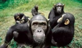 猩猩吃角瓜的视频大全,视频大全中的萌态瞬间