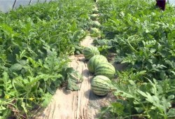 近期河间吃瓜事件视频,一场引发热议的网络奇观揭秘