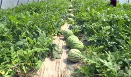 近期河间吃瓜事件视频,一场引发热议的网络奇观揭秘