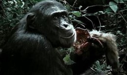 大妈吃瓜像猩猩的视频,网络热议引发趣味横生