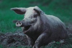 喂猪吃瓜视频素材,喂猪吃瓜欢乐多