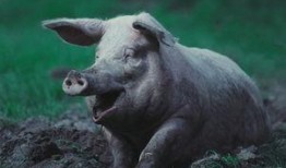 喂猪吃瓜视频素材,喂猪吃瓜欢乐多