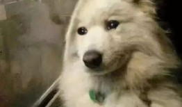 吃瓜群众舔狗视频大全,吃瓜群众揭秘网络现象背后的心理真相