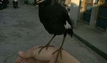 吃瓜少女八哥视频大全下载,吃瓜少女八哥视频大全下载攻略