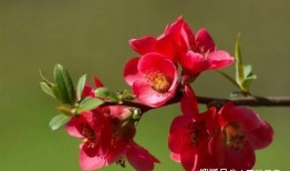 海棠小鱼吃瓜视频,揭秘娱乐圈幕后故事