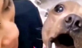 吃瓜小狗的配音视频播放