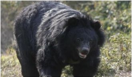 吃瓜黑熊本尊视频大全下载,吃瓜黑熊本尊视频大全独家下载