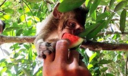 猴子和主人一起吃瓜视频,瓜香四溢的欢乐时光