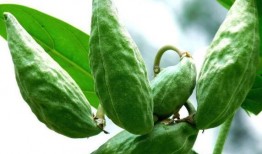 牛吃瓜视频,趣味横生的田园生活瞬间