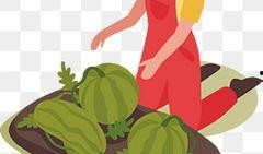 猴王吃瓜素材视频大全,趣味横生的动物搞笑瞬间大盘点