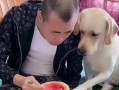 吃瓜拉布拉多主人视频在线观看,萌宠互动，欢乐无限