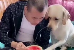 吃瓜拉布拉多主人视频在线观看,萌宠互动，欢乐无限