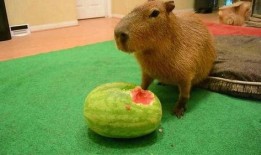 大水豚吃瓜视频,萌态十足引网友爆笑