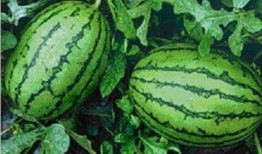 拿西瓜吃瓜视频素材,跟随拿瓜吃瓜视频，解锁夏日清凉新姿势