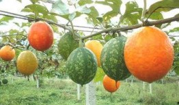 吊瓜是咋吃的视频大全集,视频大全集教你轻松享美味