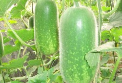 吃葫芦瓜用焯水吗视频大全