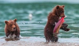 吃瓜小熊爬栈道视频,萌态百出引网友热议
