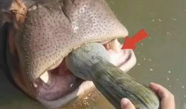 吃瓜搞怪配音视频大全免费,吃瓜搞怪视频大全免费来袭！