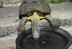 乌龟吃哈密瓜视频,萌宠美食新体验