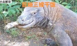 印度巨蜥被吃瓜视频大全,被吃瓜视频大全揭秘生存困境