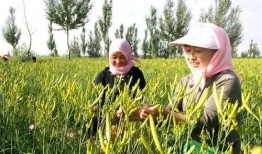 宁夏农民吃瓜事件视频最新,瓜农丰收却愁销路，网友热议助力解困