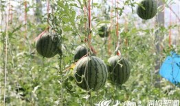 八卦吃瓜配曲视频,揭秘八卦背后的音乐故事