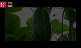 群众来看吃瓜视频文案,趣味横生的幕后故事