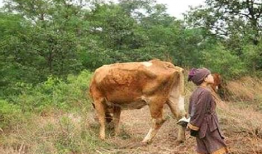 回家放牛吃瓜图片搞笑视频,欢乐搞笑视频回顾