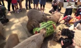 大水豚吃瓜视频,萌态十足引网友爆笑