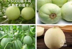 吃瓜有福了视频,揭秘“吃瓜有福了”视频背后的热点与笑料