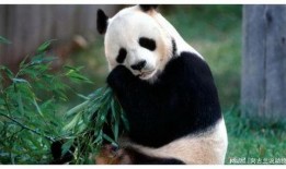 大熊猫吃老瓜视频下载安装