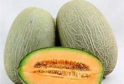 蚂蚁吃哈密瓜视频下载,揭秘哈密瓜的奇妙诱惑