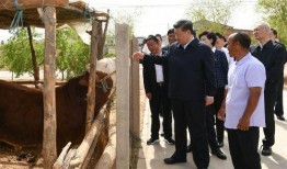 宁夏红寺堡吃瓜事件视频,一场引发热议的乡村奇观
