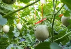 吃网纹瓜的视频,视频带你领略夏日清新口感