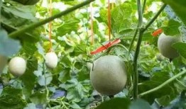 吃网纹瓜的视频,视频带你领略夏日清新口感