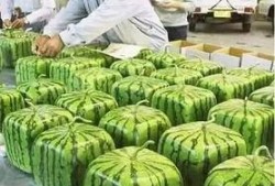 宁夏红寺堡吃瓜事件视频,一场引发热议的乡村奇观